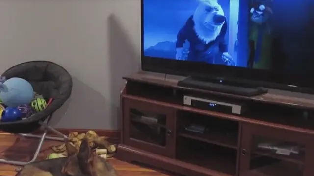 youtube.com/watch?v=wc-h9kaXB9c 주토피아를 보던 저먼 셰퍼드의 반응. 현실 주토피아 ㅋㅋㅋㅋㅋ