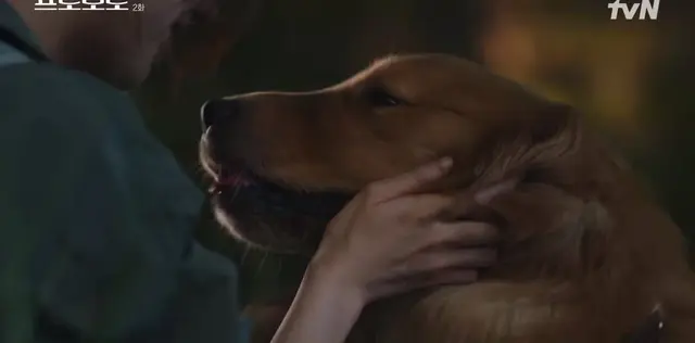 <프로보노> 반려견한테 짖음 방지 목걸이 채우고 애견 용품이 전압이 세봤자 얼마나 세겠냐는 사람들한테 이 영상 보여주고 싶음