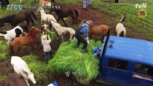 ㅋㅋㅋㅋㅋㅋㅋ ㅆㅂ 송아지들 얼굴 맞대고 있으니까
도경수 : 형 얘네 키스해요
이광수 : 적당히 해야 못 본 척을 하지
