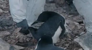 "펭귄 꼬리 거꾸로 들어올려"...'남극의 셰프' 논란의 손 정체는