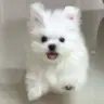 마뮤