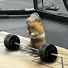 호구nom