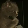 밤비✂︎