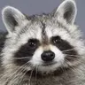 하스