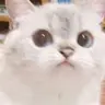 쟝이