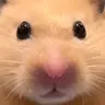 썬햄+