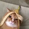 뚱인데요