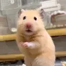 재도