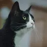 화석