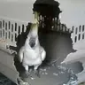 주 리를 틀어라