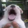 zas