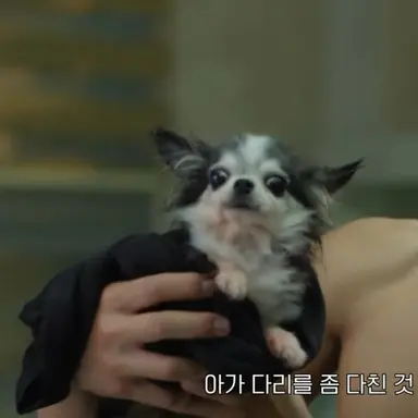 아니제발
스프링피버 강아지 너무 쪼만해