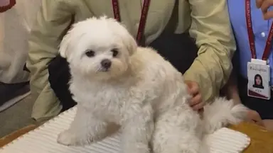 <프로보노>에 나오는 강아지 너무 귀여워서 미치겠다... 이름이 ‘제리’고 갯벌 좋아한대.. 아 너무 말랑우유찹쌀떡 같애서 진짜 와앙 잡아먹고 싶음......