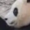 방생