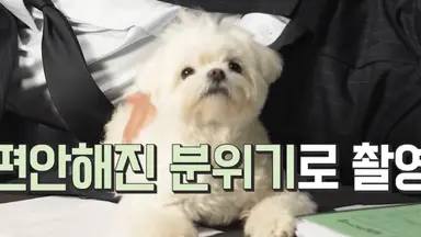 <프로보노>에 나오는 강아지 너무 귀여워서 미치겠다... 이름이 ‘제리’고 갯벌 좋아한대.. 아 너무 말랑우유찹쌀떡 같애서 진짜 와앙 잡아먹고 싶음......