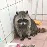 무야