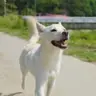화석