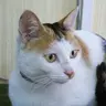 코토네