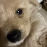 범