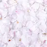 댕댕