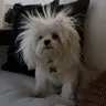 뽀식
