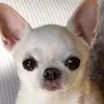 두둠칫