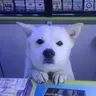 양지곰탕