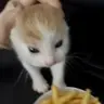 dootol