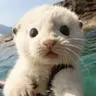 시즈