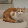 화석