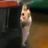 챠또