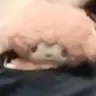 chi