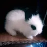 홍냥