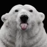 흰곰탱이