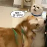 핫듀