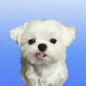 낭만