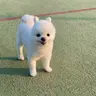 나루호도