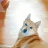 제이