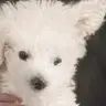 랑