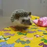밤송이