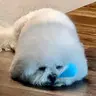 더푹자