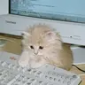 새로