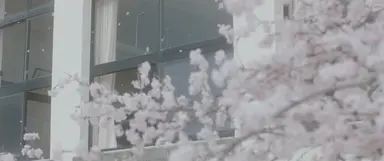 봄의 배경에 일본 영화를 틀었다. <너의 췌장을 먹고 싶어> 인트로. 벚꽃과 책