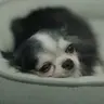 화석