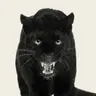 폴린