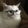 할짝이