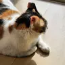 먼지 요츠바