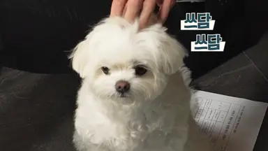 <프로보노>에 나오는 강아지 너무 귀여워서 미치겠다... 이름이 ‘제리’고 갯벌 좋아한대.. 아 너무 말랑우유찹쌀떡 같애서 진짜 와앙 잡아먹고 싶음......