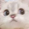 몰바