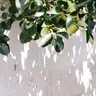 봄우